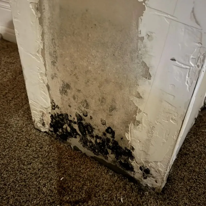 Professional Mold Removal in Hickman, NE
